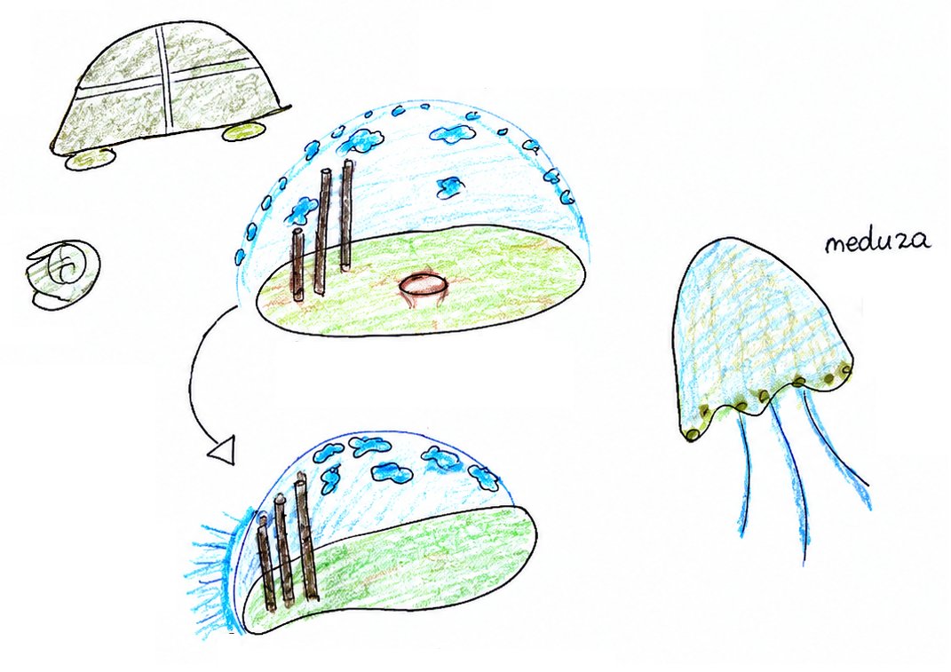 turtle shell: Edyta