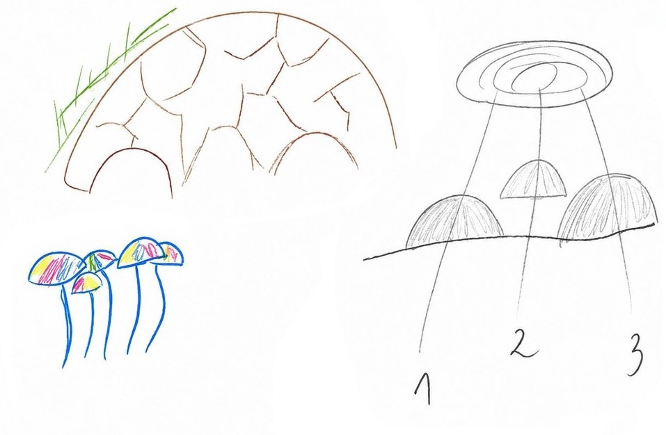 turtle shell: Paul