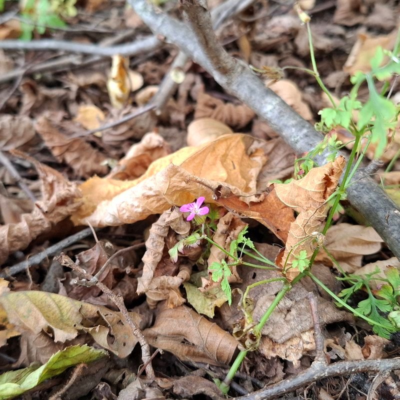Flower Flower