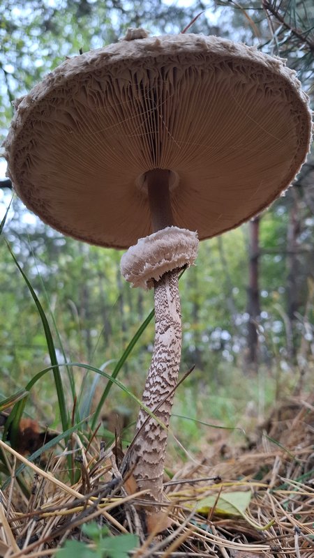 Mushroom Mushroom