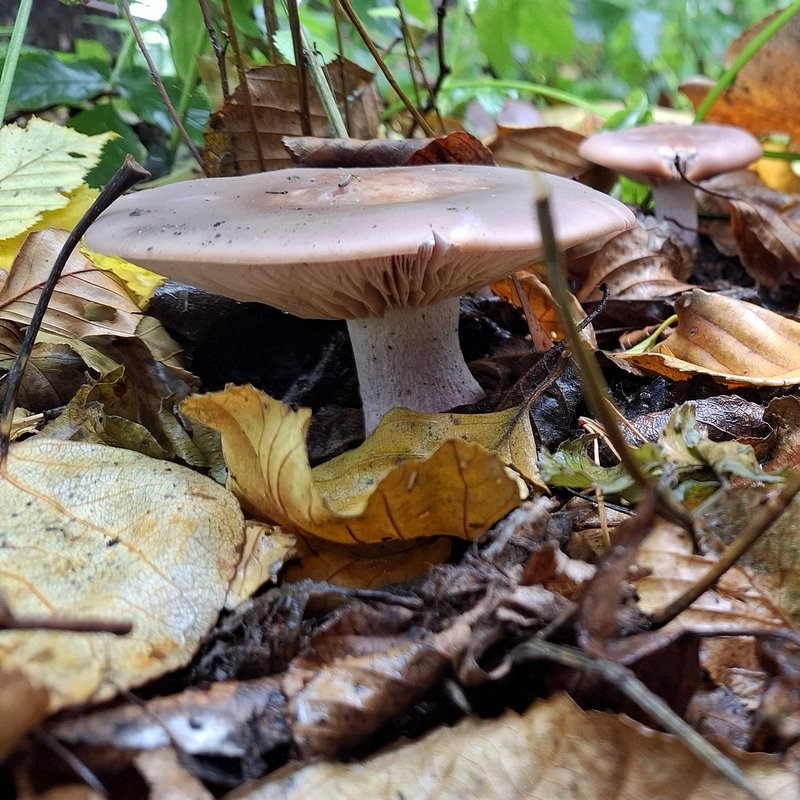 Mushroom Mushroom