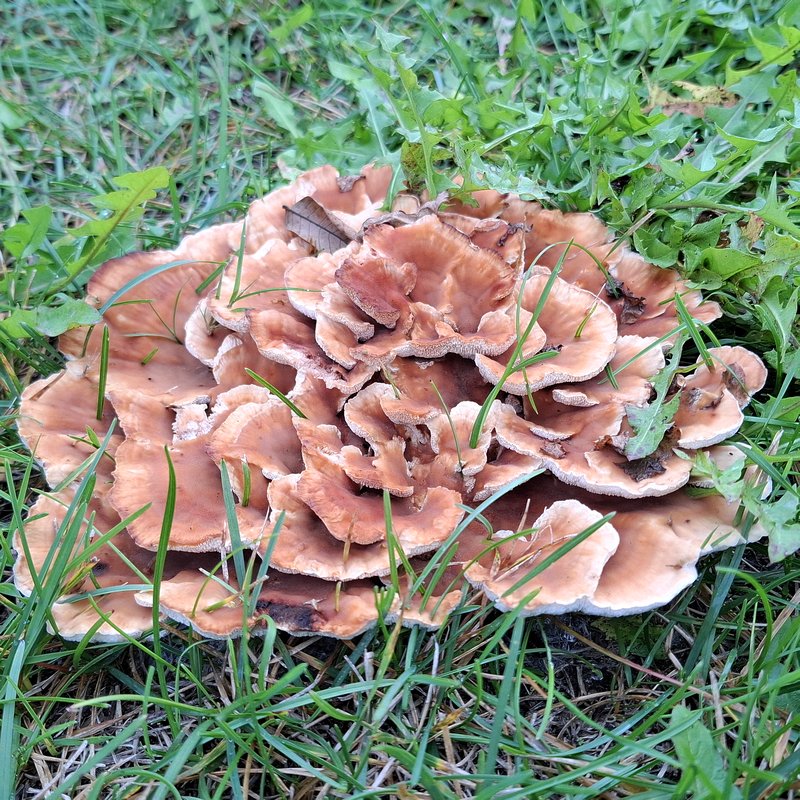 Mushroom Mushroom
