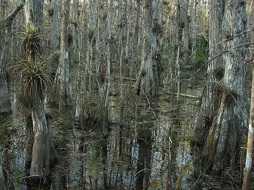 Dagobah (Wikipedia)